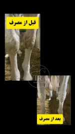 پودر سفید کننده اسب و حیوانات سفیدهورس ویتHorsevit - تصویر 2